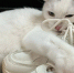Не имя: 3 звука, на которые кошка откликнется всегда - про них должен знать каждый хозяин - Prochepetsk.ru