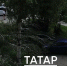 В Казани на Кулахметова из-за сильного ветра дерево упало на машину - ИА Татар-информ