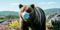 Ветеринары Мурманской области напоминают об опасности домашней колбасы из медвежатины - Мурманский вестник