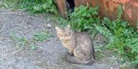 «В течение трёх дней животное медленно умирает»: в тульском Заречье потравили котят неизвестным ядом - ИА Тульская служба новостей
