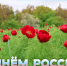С Днём России! - Заповедник им. профессора В.В. Алехина