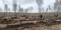 В Красноярском крае высадили 4,5 миллиона хвойных деревьев за сезон. Фото: Министерство природных ресурсов и лесного комплекса - Седьмой канал