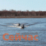 На Оке и Чебоксарском водохранилище сняли ограничения на ловлю - ИА Нижний сейчас