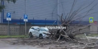 В Краснодаре дерево упало на машину - SochiStream.Ru
