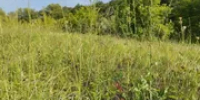 В Уфе передумали отдавать участок земли под газозаправочную станцию - Башинформ