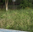 img - ЛДПР