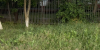 img - ЛДПР