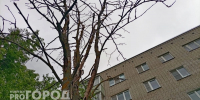 В областном центре 33-го региона из-за изумрудной златки вырубили 2784 дерева - Progorod33.Ru