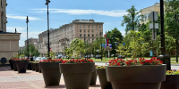 Вертикальное озеленение украсило Московский район Петербурга - Spbdnevnik.ru
