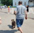 По тарусским улицам гуляет медвежонок - Телерадиокомпания Ника