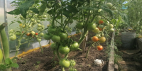 Запомните эти 2 продукта — и ваши помидоры перестанут болеть и будут расти как бешеные - PRO Город Владимир