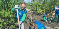 В Мурманском, Кольском и Печенгском лесничествах прошла акция «Сад Памяти» - Мурманский вестник