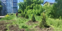 В Калининском районе Новосибирска высадили 13 500 цветов и более 60 деревьев - Сиб.фм