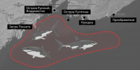 Акулы пришли к берегам Дальнего Востока вслед за тунцом. https://max.ru/novosti/AZ61oAL9ICI. Фотография 1 - ИА Камчатка