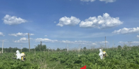 Тулякам напомнили о необходимости бороться с борщевиком Сосновского - ТК Первый Тульский