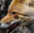 image - GazetaRB.Ru