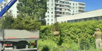 В Калининском районе Новосибирска высадили более 13 тысяч цветов и свыше 60 деревьев - Сиб.фм