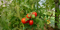 Помидоры выросли кислыми и безвкусными? Что нужно сделать в июне, чтобы томаты стали сладкими и ароматными - Prochepetsk.ru