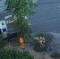 Упавшее дерево чуть не прибило прохожих в Петрозаводске - Gubdaily.Ru