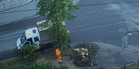 Упавшее дерево чуть не прибило прохожих в Петрозаводске - Gubdaily.Ru