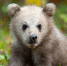 bear - Сетевое издание Владимирские новости