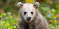 bear - Сетевое издание Владимирские новости