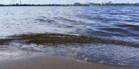 Врач рассказал, что можно подхватить, купаясь на природе - Сусанин