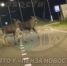 В Пензенской области заметили лосей, переходящих трассу недалеко от «зебры» - Stolica58.Ru