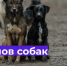 С 11 июня 2026 года до конца июня месяца в г. Щигры будет произведён плановый и внеплановый отлов безнадзорных животных. - Город Щигры