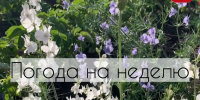 Погода в Каневском районе с 15 по 21 июня (+видео) - Газета Каневские зори