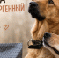 Новый Ковчег собирает деньги на корм собакам-аллергикам - NgRegion.Ru