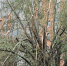img - ЛДПР