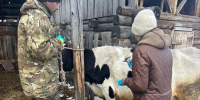 В Иркутскую область поступили ветеринарные препараты на сумму 8,5 млн рублей - Правительство Иркутской области