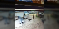 Спасаясь от собаки, петербуржец прыгнул на машину — теперь платит 112 тысяч рублей - Neva.Today