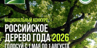 Камчатцев приглашают проголосовать за Тополь на Карымшине в конкурсе «Российское дерево года» - Минлесхоз Камчатского края