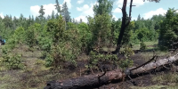 Лес в Самарской области загорелся из-за падения обломков беспилотника - Самарская Газета