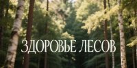 Специалисты из Тулы и Воронежа обследуют здоровье лесов региона - Народное слово