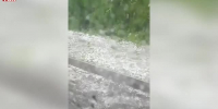 Видео - ТВН