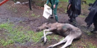 В Санкт-Петербурге специалисты за сутки помогли трем лосям вернуться в лес - Spbdnevnik.ru