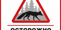 О мерах профилактики бешенства. - Старооскольский городской округ