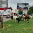 Жители Брянска вновь заметили лошадей, свободно гуляющих по городу - БрянскНОВОСТИ.RU