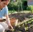 Почему дачники собирают использованные чайные пакетики для огорода - Peterburg2.Ru