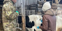Иркутская область получила биопрепараты для животных на 8,5 млн рублей - Baikal24.Ru
