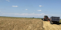Аграрии Дагестана приступили к уборке озимых зерновых культур - Министерство сельского хозяйства