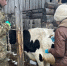 Иркутская область получила ветеринарные препараты на 8,5 млн рублей в рамках федеральной поддержки - ИА ИркСиб