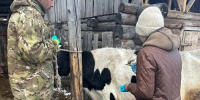 Иркутская область получила ветеринарные препараты на 8,5 млн рублей в рамках федеральной поддержки - ИА ИркСиб