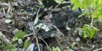 Опубликовано видео уничтожения беспилотников над Петербургом - Spbdnevnik.ru