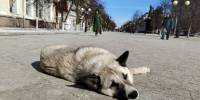 В Лунино ребенку выплатят компенсацию после нападения бездомной собаки - Stolica58.Ru