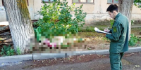 Директор астраханской УК получила реальный срок за рухнувшее дерево, убившее пенсионерку - Punkt-a.info