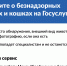 Увидели бездомное животное? Теперь о нем можно сообщить на Госуслугах за 2 минуты - Сладковский район